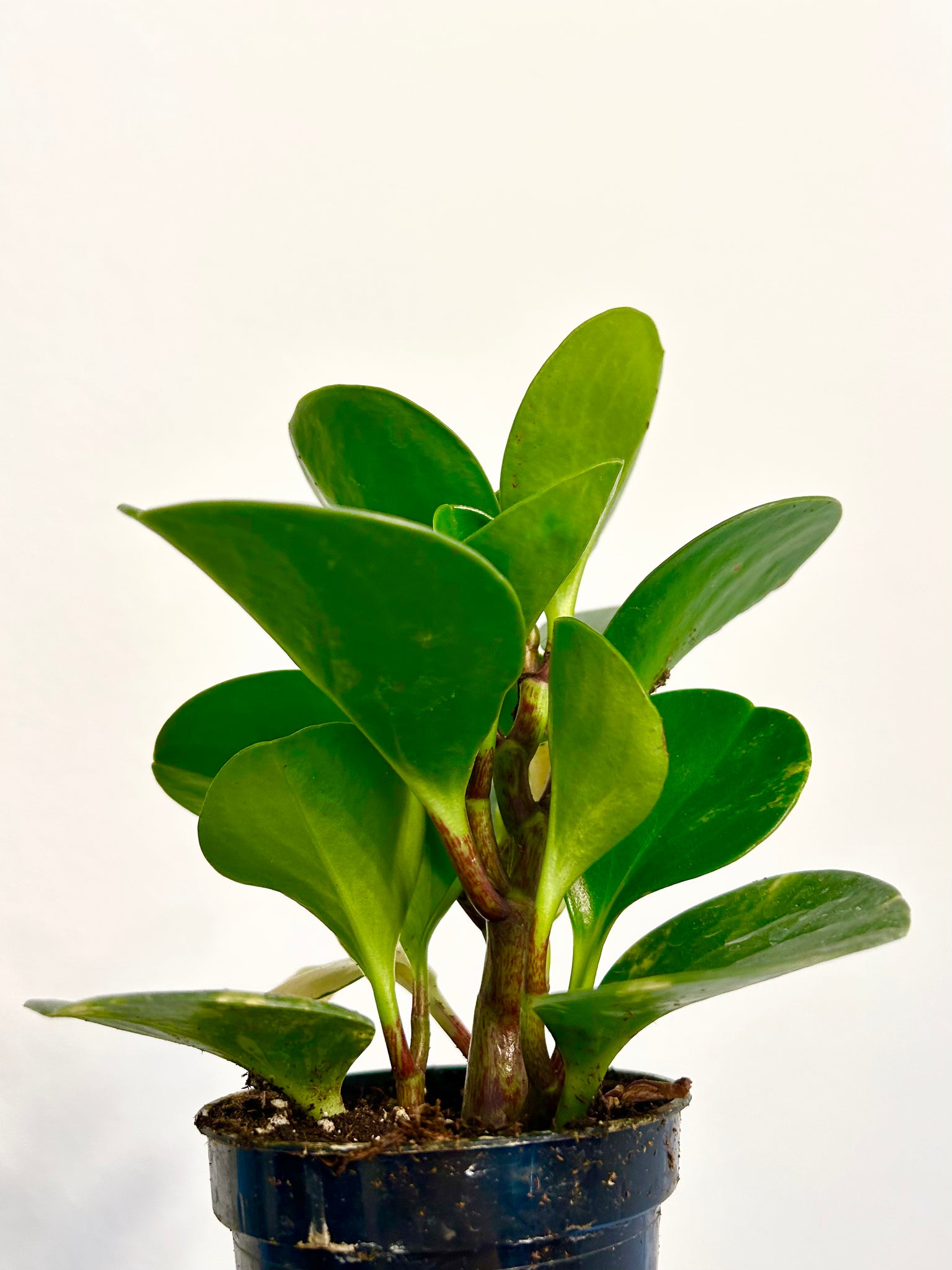 4” Peperomia Obtusifolia