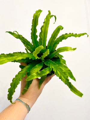 4” Birds Nest Fern